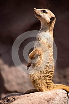 Meerkat in zoo