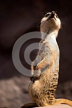 Meerkat in zoo