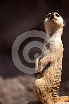 Meerkat in zoo