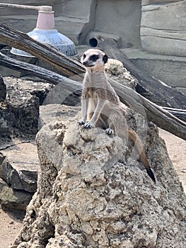 Meerkat at a zoo