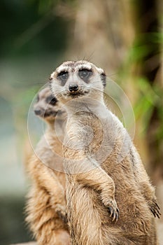 Meerkat in zoo