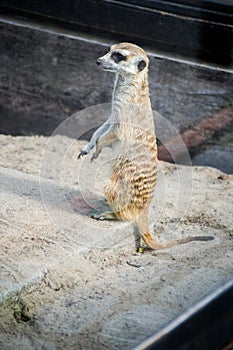 Meerkat in zoo in Argentina