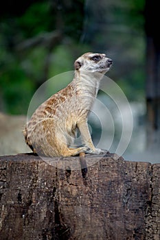 Meerkat in zoo in Argentina