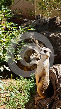 The Meerkat in the zoo. Very interesting, curious little beings.