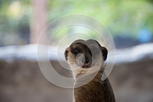 Meerkat in the zoos