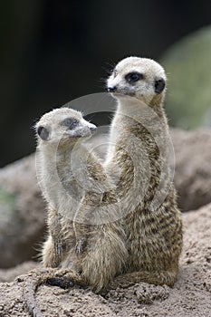 Meerkats 1
