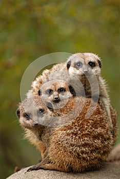 Meerkats