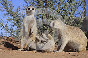 Meerkats