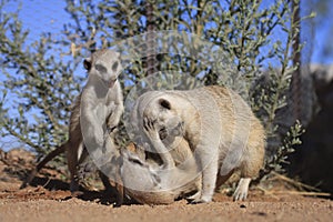 Meerkats
