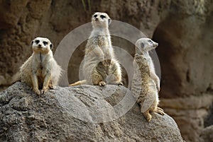 Meerkats