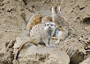 Meerkats