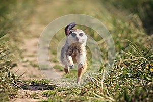 Meerkats