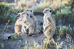 Meerkats