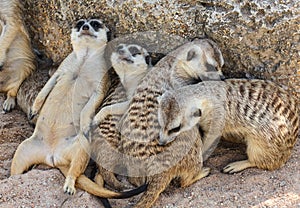 Meerkats