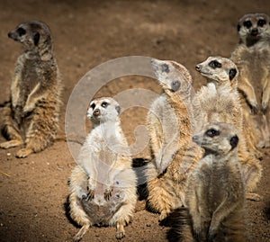 Meerkats