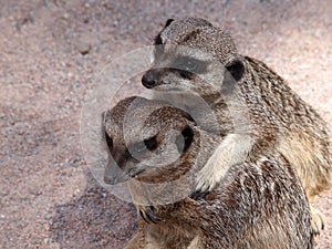 Meerkats