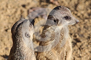 Meerkats