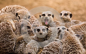 Meerkats