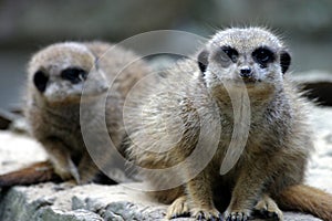 Meerkats