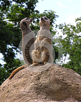 Meerkats