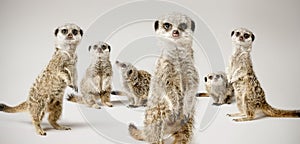 Meerkats