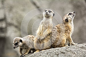 Meerkats