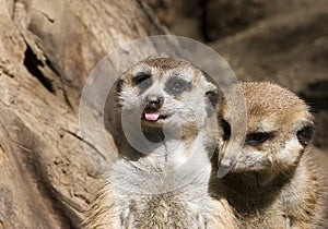 Meerkats