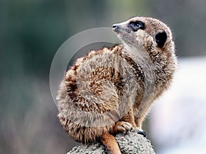 Meerkats on a vantage point in the wild