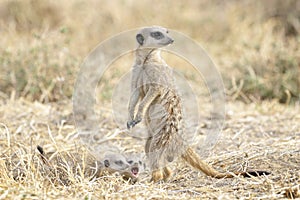 Meerkats adult and two juveniles on the lookout