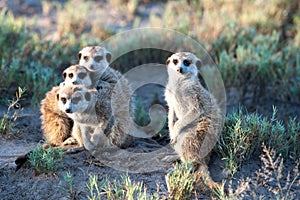 Surikaty v čtyři roztomilý surikaty zvědavý obložení fotograf, 