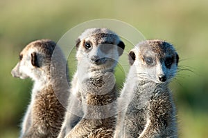 Meerkats in Africa, three cute meerkats guarding in natural habitat, Botswana, Africa