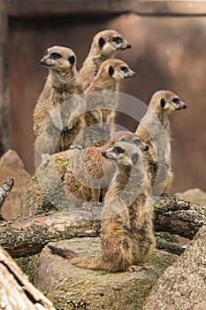 Meerkats on alert