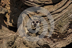 Meerkats. Animals of the Nature Park of CabÃ¡rceno