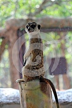 Meerkats be the mammal.