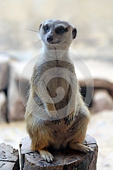 Meerkats be the mammal.