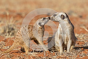 Meerkats couple playing on the sand Suricata suricatta
