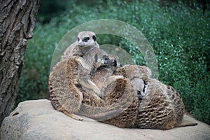 meerkats hugging in a zoologic park