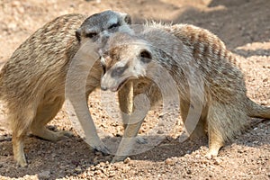 Meerkats Kgalagadi Transfrontier Park
