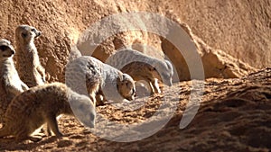 meerkats look curious digging in the dirt with their hands while others watch bask in the sun