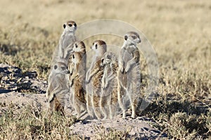 Meerkats looking around