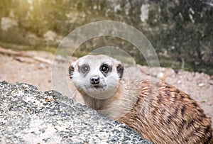 Meerkats looking gaurd