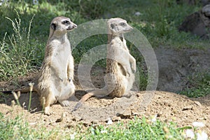 Meerkats, looking in one direction