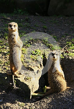 Meerkats looking out for danger