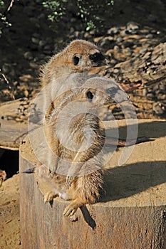 Meerkats looking simultaneously backwards