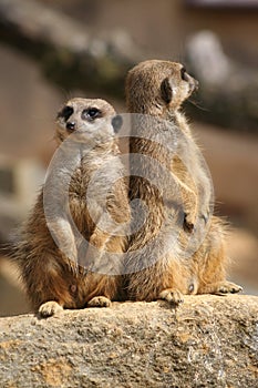 Meerkats on lookout photo