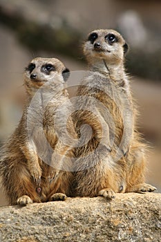 Meerkats on lookout photo