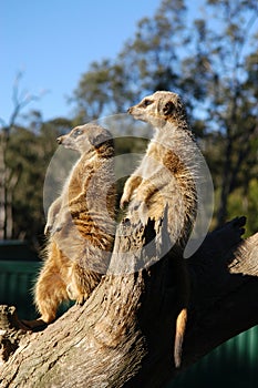 Meerkats on the lookout photo