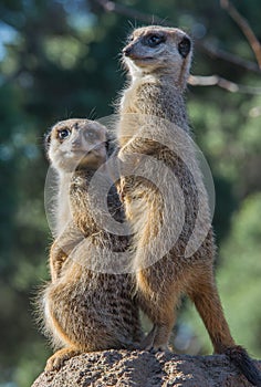 Meerkats on lookout