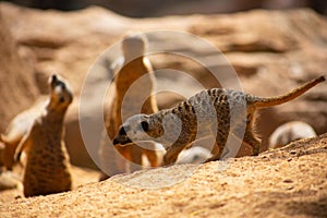 Meerkats, the meerkat family, wild animals in their environment