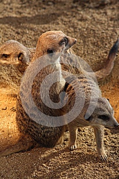 Meerkats